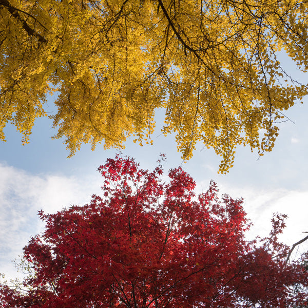 Welcoming Autumn